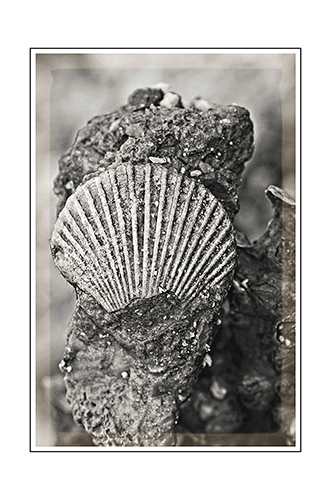 Eugenie - Fine Art - black and white - photograph - shell