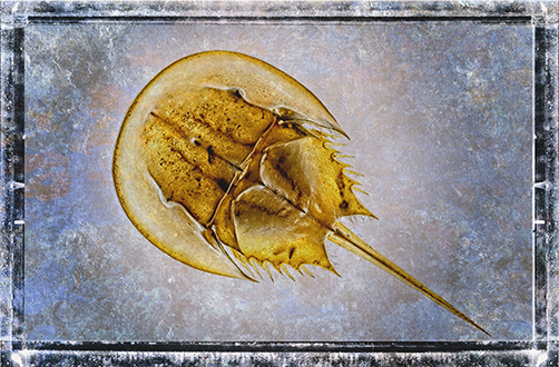 Eugenie - Fine Art - blue - pink - stone plate