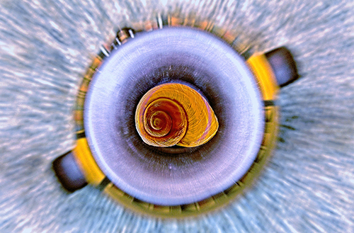 Eugenie - Fine Art - blue - yellow - orange - jar - apple snail - shell