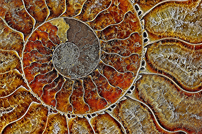 Eugenie - Fine Art - Ammonite - Nautilus - petrification