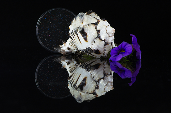 Eugenie - Fine Art - reflection - shell - flower - stars