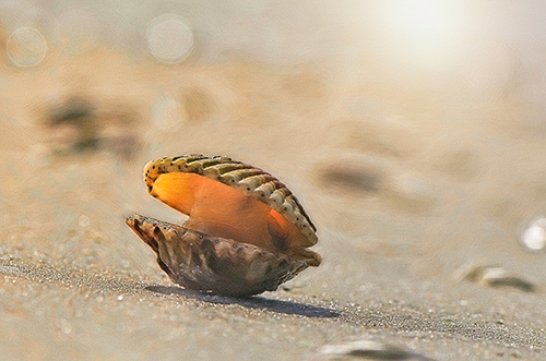 Eugenie - Fine Art - clam - shell - sand - beach - bokeh