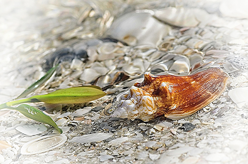 Eugenie - Fine Art - conch - shell - water - plant - white stones