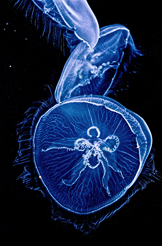 Eugenie - Fine Art - blue - Jellyfish
