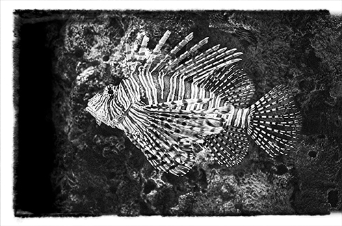 Eugenie - Fine Art - Lion Fish - Needles - black and white