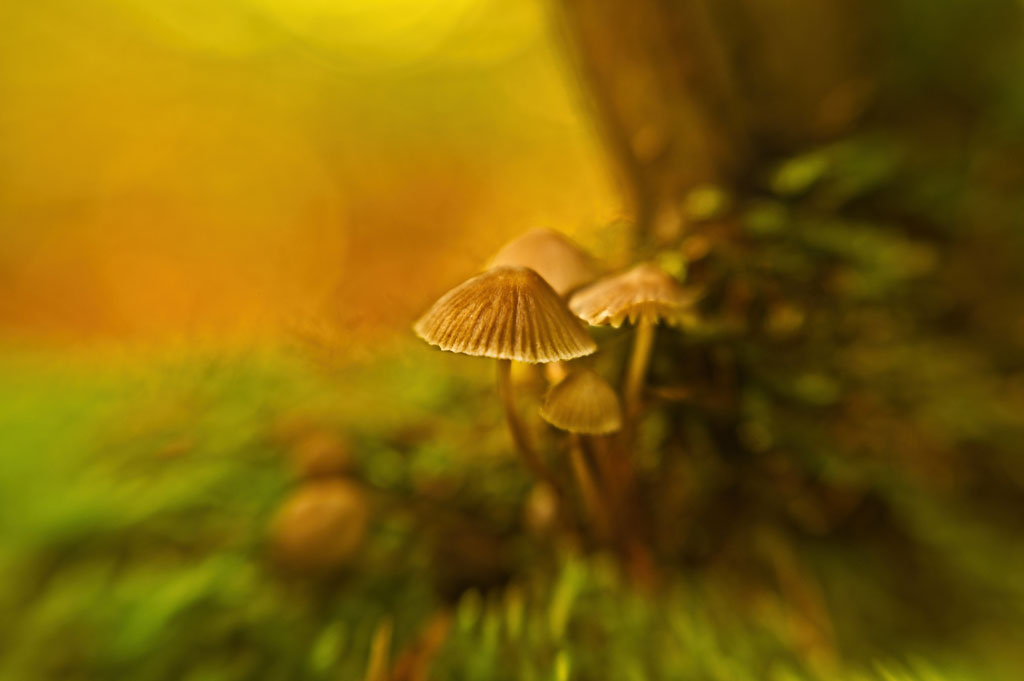 Ethereal photograph of tiny fungi growing at the base of a tree, illuminated by warm golden sunlight with soft bokeh in the background.