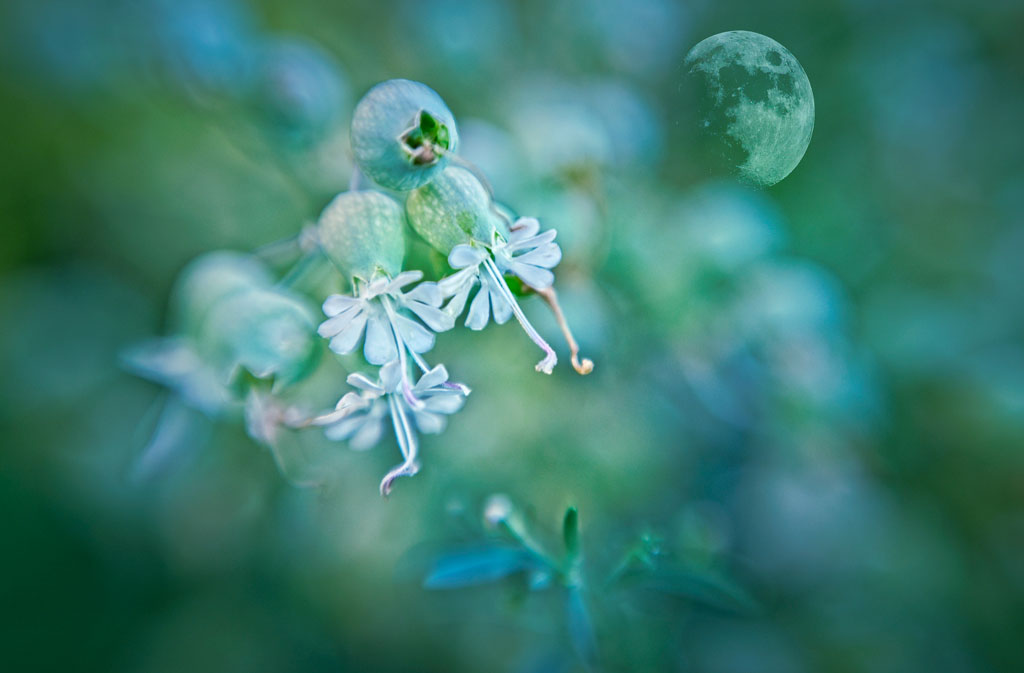 Ethereal Leatherleaf wildflowers in morning mist with the distant heavenly body rising softly in the sky.